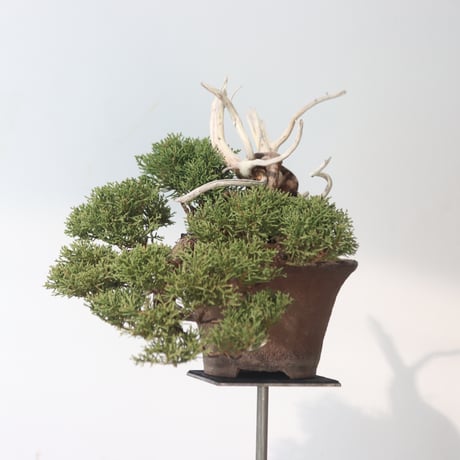 真柏 / YOSHIZAWA3-SHOHINBONSAI   no.223-51