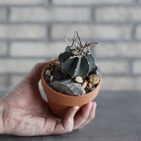 Astrophytum capricorne v. crassispinum  (黒刺水牛大鳳玉) × YAMABACHI (3号)  no.614/11