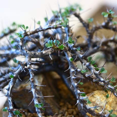 Sarcocaulon vanderietiae × N/OH   no.100838
