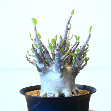 アデニウム アラビカム / Adenium  arabicum   no.51417