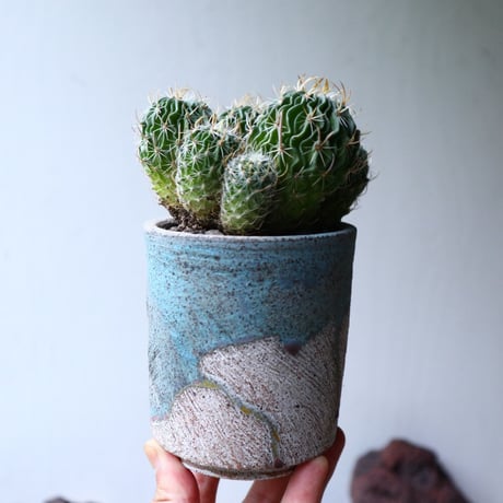 縮玉   Echinofossulocactus zacatecasensis    no.90810