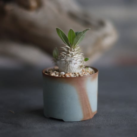 { Pachypodium eburneum×大黒 }×makayense × 備前鉢2号 / BANKSIA WORKS  no.607-40