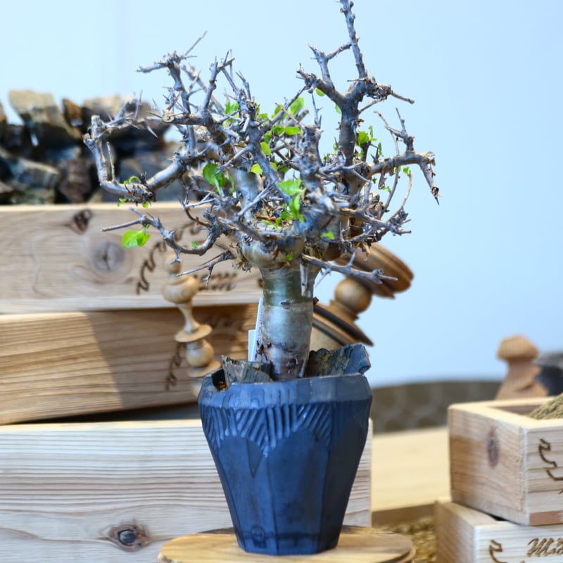 Commiphora wightii × N/OH no.107142 | 芽の巣山