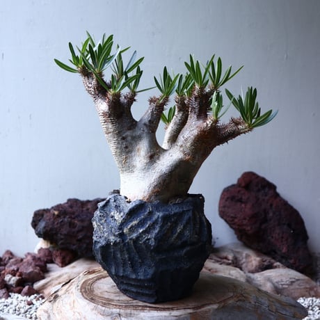 パキポディウム  イノピナツム    Pachypodium Inopinatum  no.003