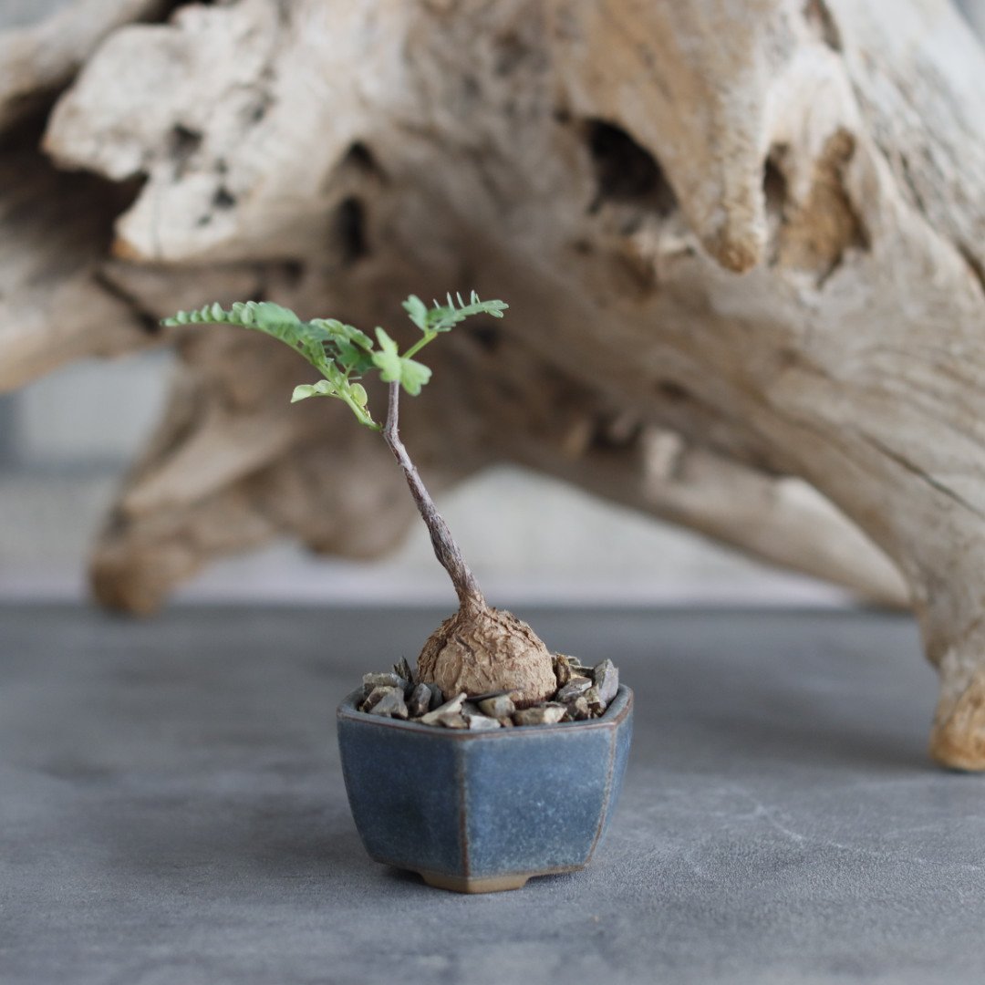 Elephantorrhiza praetermissa × 陶器鉢 (2号) no.629