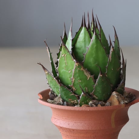 Agave horrida × N/OH (5号鉢)  no.420-55