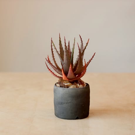 Aloe broomii  × ヤクモ (3.5号)  no.125/11