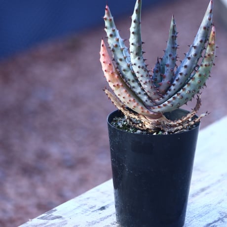 アロエ  マルロシー   Aloe marlothii    no.21415