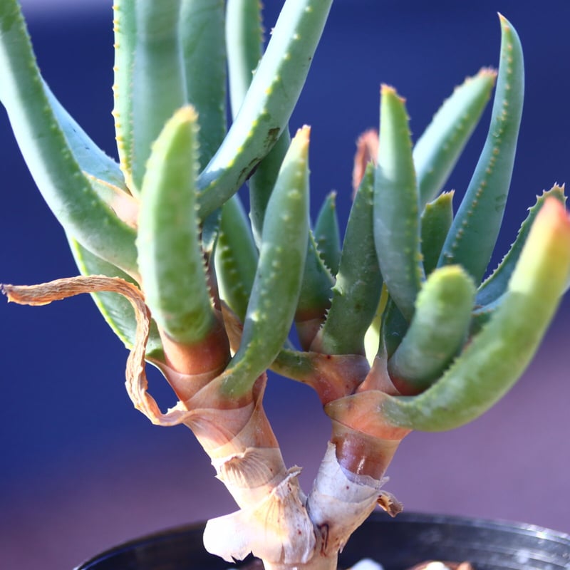 ○ アロエ　ラモシシマ / Aloe ramosissima 国内実生株 Aloe ramosissima アロエ ラモシシマ 多肉植物 | plants MARU ー