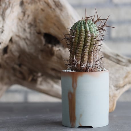 Euphorbia stellispina × 備前鉢3号 / koniyinok  no.607-15
