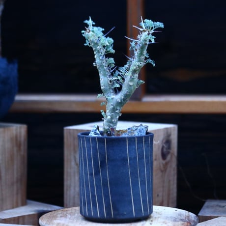 サルコカウロン ヘレー／Sarcocaulon herrei    no.122698