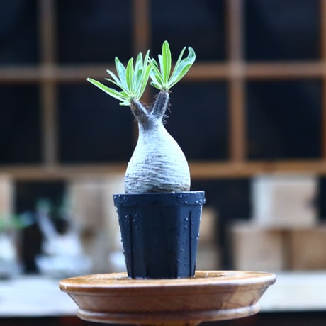 パキポディウム  グラキリス ／Pachypodium  gracilius     no.101736