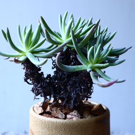 ダドレア   クサンチ   Dudleya xantii   no.121507