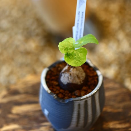 N/OH × Dioscorea elephantipe    no.41465