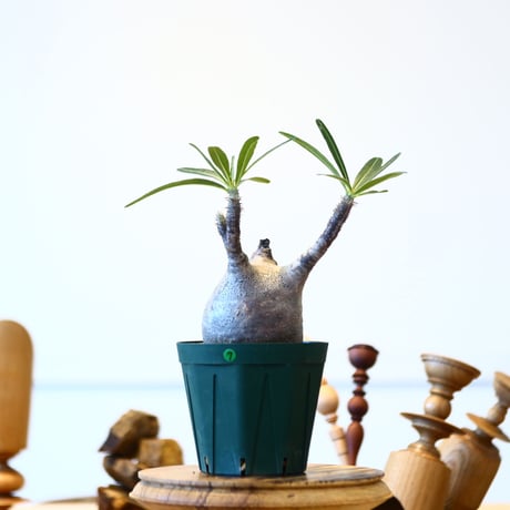 パキポディウム  グラキリス / Pachypodium  gracilius   no.52807