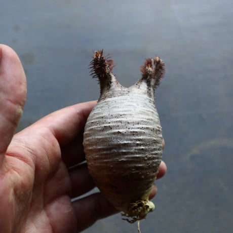 パキポディウム グラキリス 抜苗  Pachypodium rosulatum var. gracilius no.92917