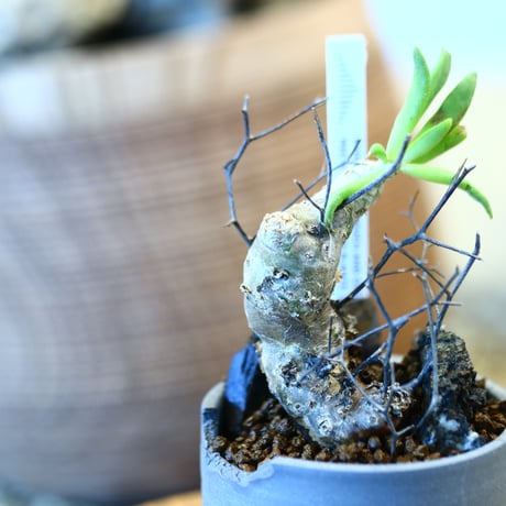 Tylecodon reticulate × N/OH  no.12112