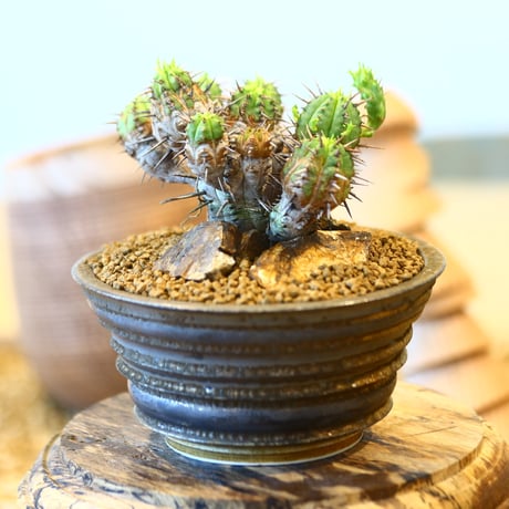 たけろうポット × Euphorbia ferox   no.40708