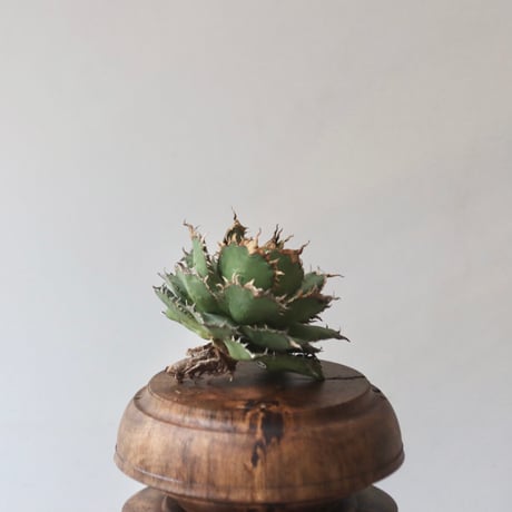 U.S. filigree (Agave titanota filigree) / Style of Chika　no.1227-42