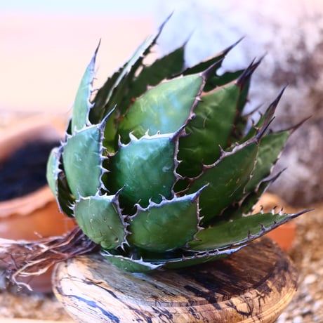 Agave horrida    no.32469