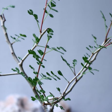 パキコルムス ディスカラー  (象の木)    Pachycormus discolor  no.102713