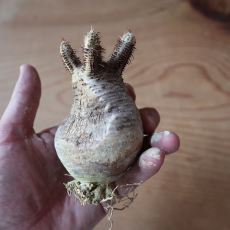 パキポディウム グラキリス Pachypodium rosulatum var. gracilius no.630PG9