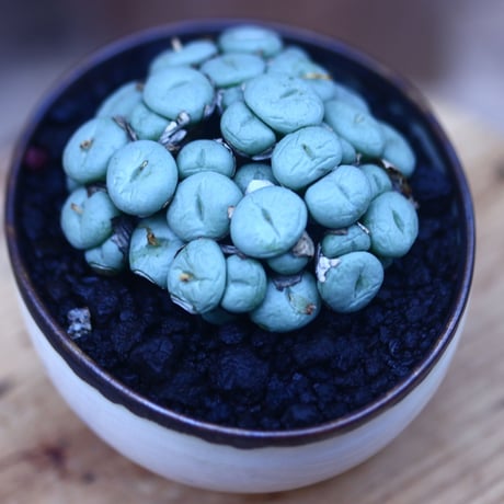コノフィツム   ペアルソニー Conophytum pearsonii    no.31411