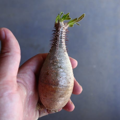 パキポディウム グラキリス 抜苗  Pachypodium rosulatum var. gracilius no.100620