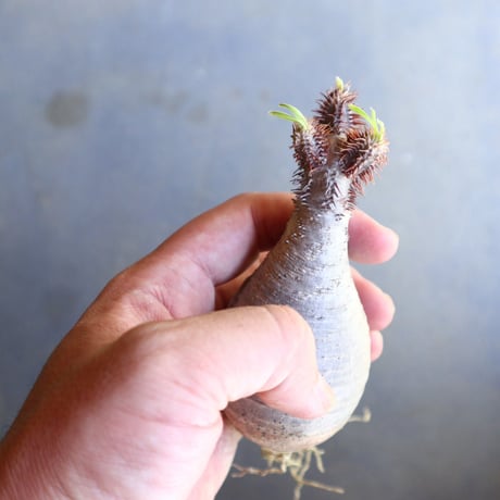 パキポディウム グラキリス 抜苗  Pachypodium rosulatum var. gracilius no.100631