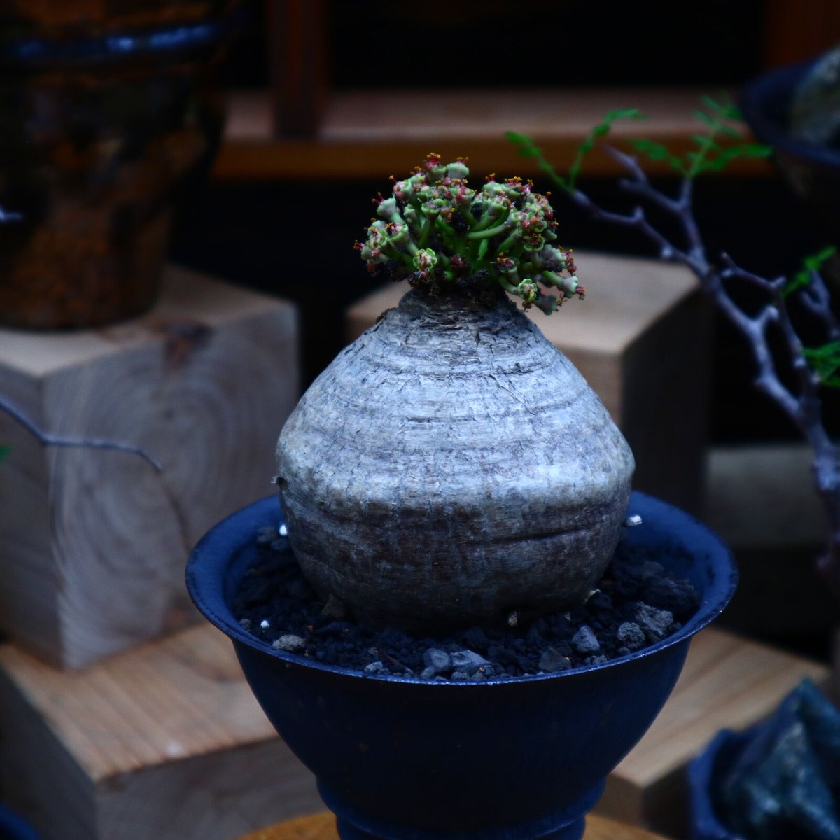 Q013 珍奇塊根種 多頭！ユーフォルビア デシドゥア 現地球 Q013 珍奇