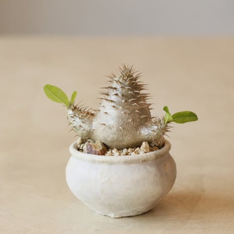 Pachypodium Makayense × Shin Tabata (3.5号)  no.322/58