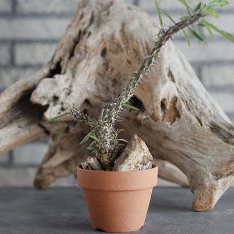 Euphorbia milii × YAMABACHI (3号)  no.629-10