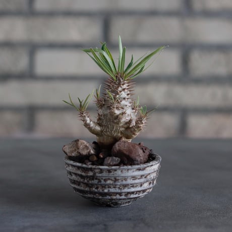 Pachypodium gracilius × takero pot (2.5号)  no.817-13