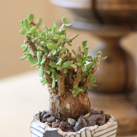 Ceraria pygmaea × N/OH  no.1031-3