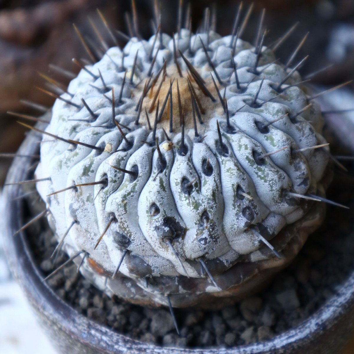 コピアポア 孤竜丸 Copiapoa cinerea var. columna-alba コピアポア 孤竜丸 Copiapoa cinerea var. columna-alba
