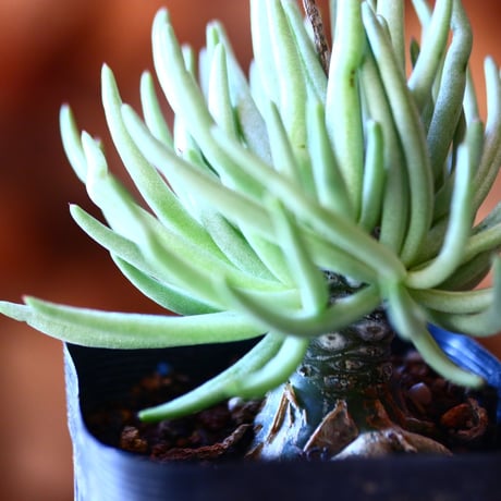 チレコドン  ペアルソニー   白象   Tylecodon  pearsonii    no.111516