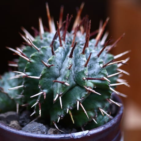 ユーフォルビア  ホリダ／Euphorbia  horrida     no.41016