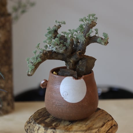 Monsonia multifida × N/OH  no.82540