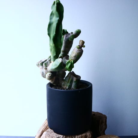 ロフォケレウス  福禄寿   Lophocereus schottii   No.037
