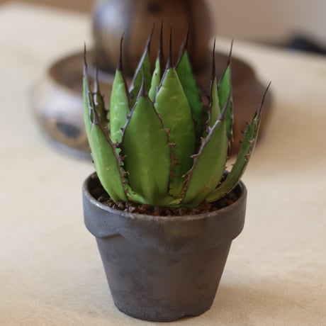 アガベ ホリダ ギルベイ 希少 （アガベ ギルベイ 極美株 Agave