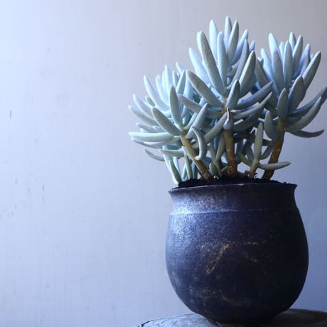 セネシオ  銀月     Senecio haworthii  no.11916