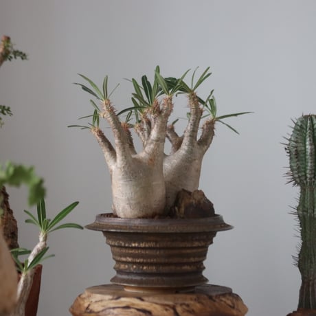 Pachypodium gracilius × たけろうポット    no.51227
