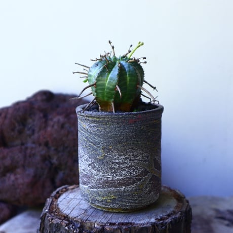 ユーフォルビア  バリダ  hyb   Euphorbia valida  hyb   no.72801