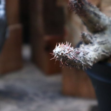パキポディウム  マカイエンセ／Pachypodium Makayense  no.92532