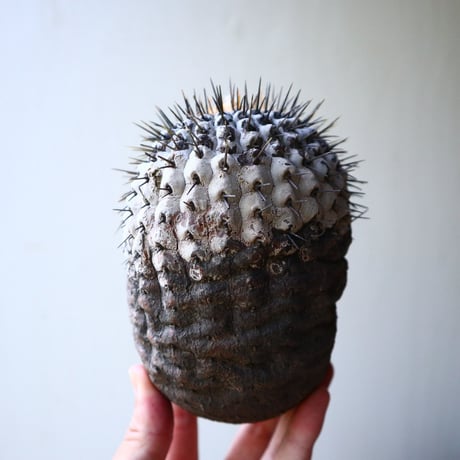 コピアポア     竜牙丸　copiapoa cinerascens    no.90210