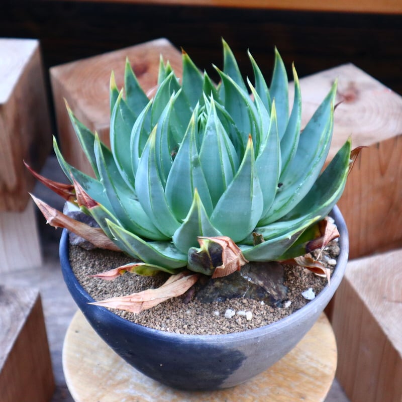 アロエ ポリフィラ／Aloe polyphylla no.50696 | 芽の巣山