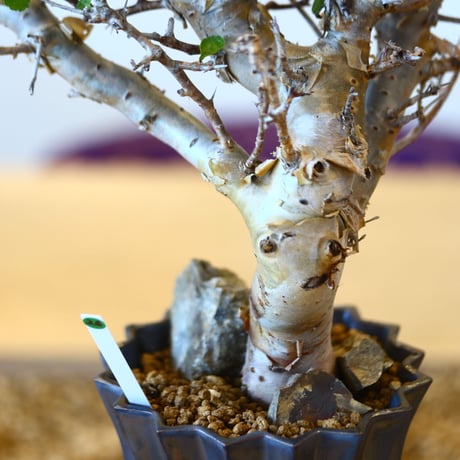 Commiphora wightii × soso   no.101526