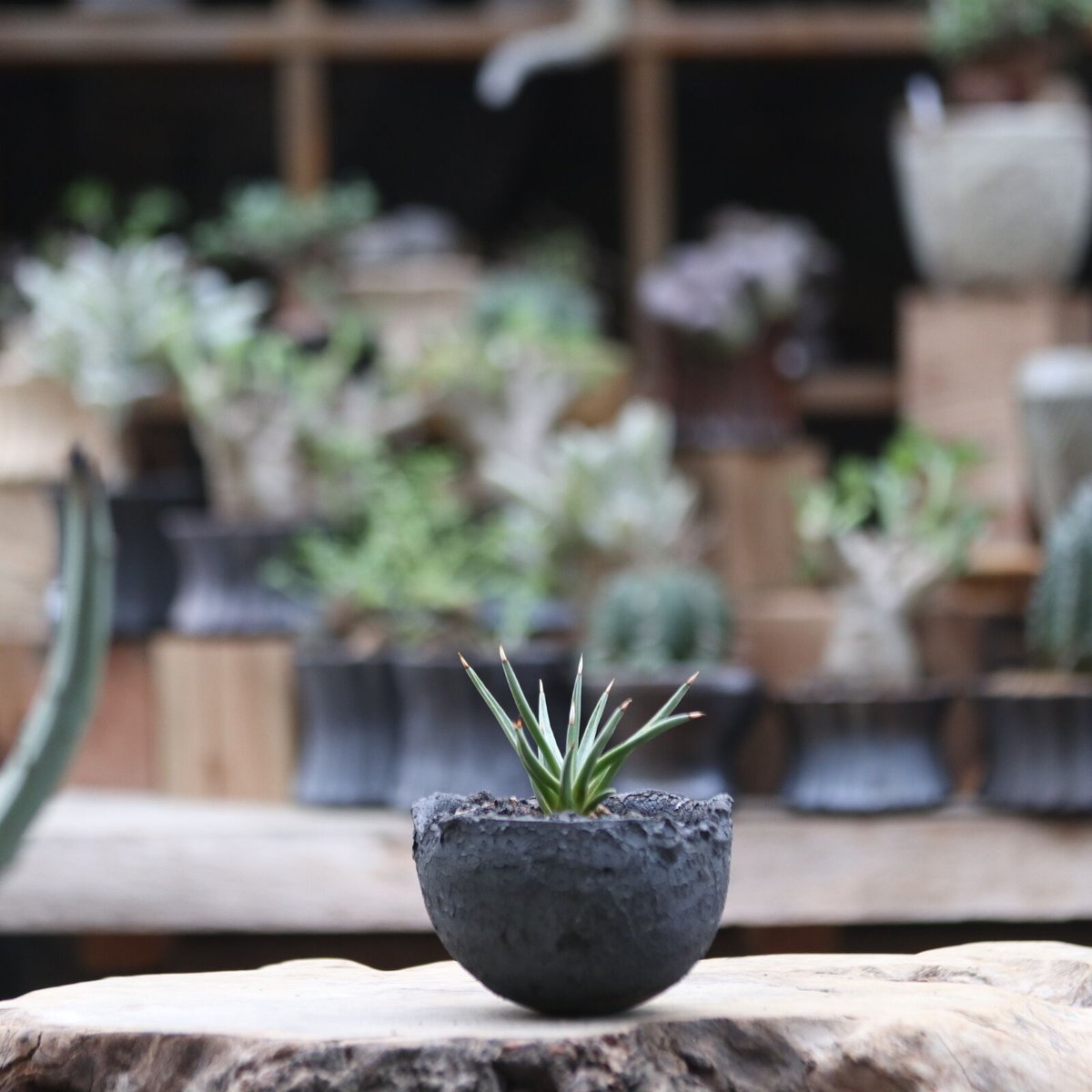 アガベ アルボピロサ／Agave Albopilosa no.111334 | 芽の巣山