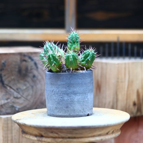 ユーフォルビア フェロックス／Euphorbia ferox hyb.   no.80712
