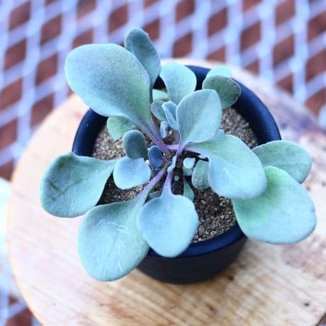 アルミアナ | STORES